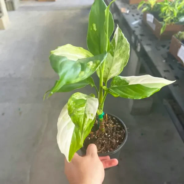 Buy Aglaonema Modestum "Spilt Milk"- Plant From Nursery Nisarga