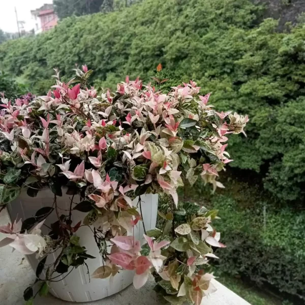 Buy Asian Jasmine Tricolour, Ficus Pumila - Creeping fig online at Nursery Nisarga