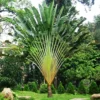 Buy Travellar Palm, Ravenala madagascariensis Online at Nursury Nisarga