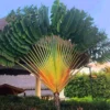 Buy Travellar Palm, Ravenala madagascariensis Online at Nursury Nisarga