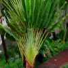 Buy Travellar Palm, Ravenala madagascariensis Online at Nursury Nisarga