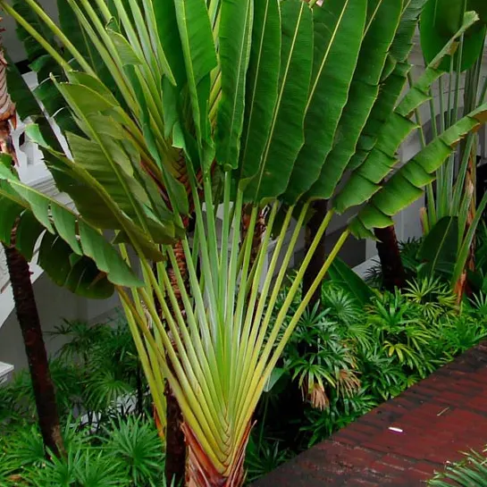 Buy Travellar Palm, Ravenala madagascariensis Online at Nursury Nisarga