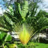 Buy Travellar Palm, Ravenala madagascariensis Online at Nursury Nisarga