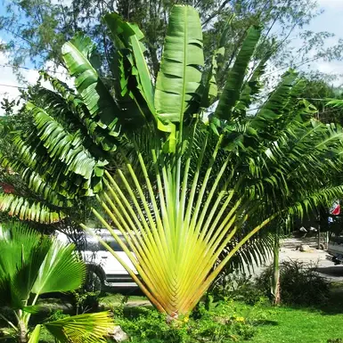 Buy Travellar Palm, Ravenala madagascariensis Online at Nursury Nisarga