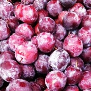 Buy Falsa, Phalsa plant (Grewia Asiatica) – Nursery Nisarga