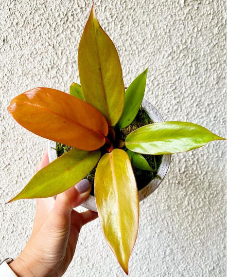 Buy Philodendron prince of orange