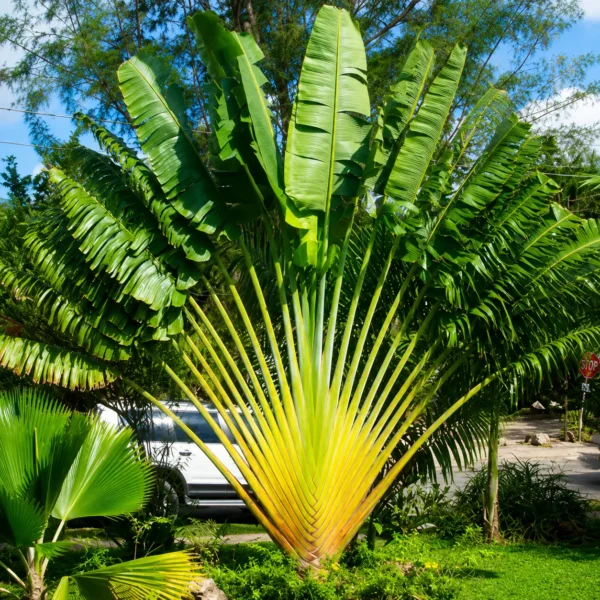 Buy Travellar Palm, Ravenala madagascariensis from Nursery Nisarga