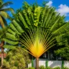Buy Travellar Palm, Ravenala madagascariensis from Nursery Nisarga