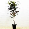 Buy Duckfoot croton , Croton Variegatum , Tishul Croton - Nursery Nisarga