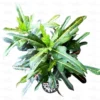 Buy Duckfoot croton , Croton Variegatum , Tishul Croton - Nursery Nisarga