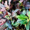 Buy Duckfoot croton , Croton Variegatum , Tishul Croton - Nursery Nisarga