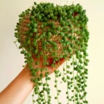 Buy String of Pearls | Senecio Rowleyanus - Plants nursery nisarga
