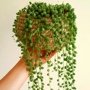Buy String of Pearls | Senecio Rowleyanus - Plants nursery nisarga
