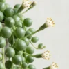 Buy String of Pearls | Senecio Rowleyanus - Plants nursery nisarga