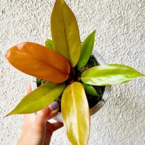 Buy Philodendron prince of orange