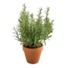 Buy Rosemary plant - Medicinal herb plant online from Nursery Nisarga