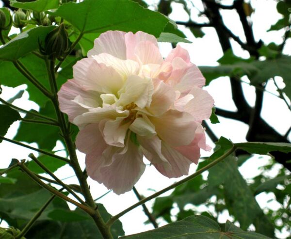 Buy Hibiscus Mutabilis, Confederate rose, Cotton rose