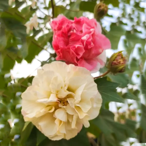 Buy Hibiscus Mutabilis Flowering Plant (Confederate rose, Cotton rose mallow) Online ay Nursery Nisarga