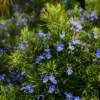 Buy Rosemary plant - Medicinal herb plant online from Nursery Nisarga