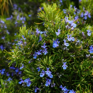 Buy Rosemary plant - Medicinal herb plant online from Nursery Nisarga