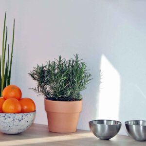 Buy Rosemary plant - Medicinal herb plant online from Nursery Nisarga