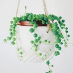 Buy String of pearls, Senecio Rowleyanus online