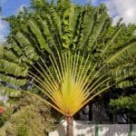 Buy Travellar Palm, Ravenala madagascariensis