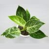 Buy Philodendron Birkin - Nursery Nisarga