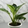 Buy Philodendron Birkin - Nursery Nisarga