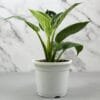 Buy Philodendron Birkin - Nursery Nisarga