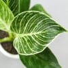 Buy Philodendron Birkin - Nursery Nisarga