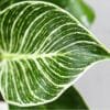 Buy Philodendron Birkin - Nursery Nisarga