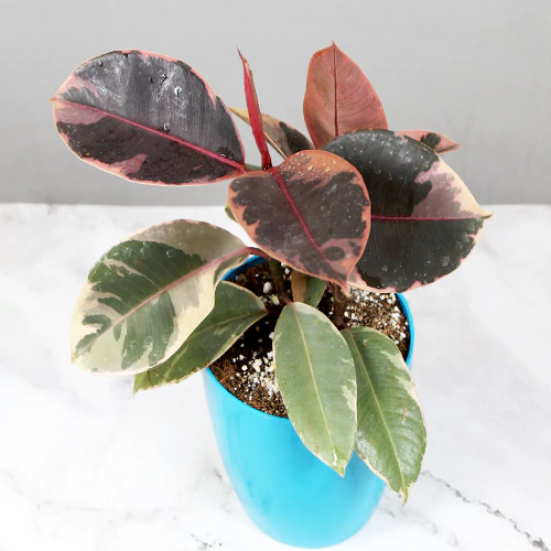 Buy Ficus Elastica Ruby, Rubber plant Ruby online - Nursery Nisarga