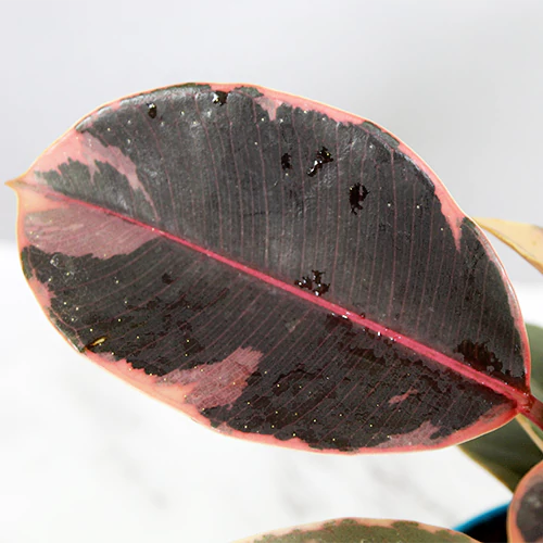 Buy Ficus Elastica Ruby, Rubber plant Ruby online - Nursery Nisarga