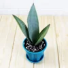 Buy sansevieria trifasciata, Moonshine silver plant online - Nursery Nisarga