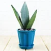 Buy sansevieria trifasciata, Moonshine silver plant online - Nursery Nisarga