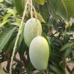 Buy Gir Kesar Mango, Kesar aam - grafted plant online - Nursery Nisarga