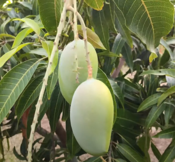 Buy Gir Kesar Mango, Kesar aam - grafted plant online - Nursery Nisarga