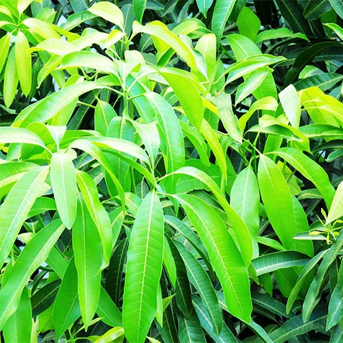 Buy Lagda Aam, Mango Grafted Plant - Nursery Nisarga