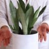 Buy sansevieria trifasciata, Moonshine silver plant online - Nursery Nisarga