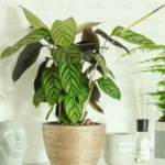 Buy Calathea Warscewiczii, Goeppertia warszewiczii , online - Nursery Nisarga