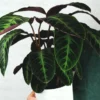 Buy Calathea Warscewiczii, Goeppertia warszewiczii , online - Nursery Nisarga