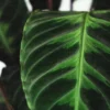 Buy Calathea Warscewiczii, Goeppertia warszewiczii , online - Nursery Nisarga