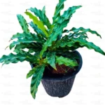 Buy Calathea rufibarba, furry faether calathea online - Nursery Nisarga