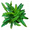 Buy Calathea rufibarba, furry faether calathea online - Nursery Nisarga