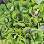 Buy Water lettuce, water cabbage, Pistia stratiotes online at Nursery Nisarga