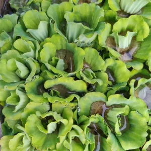 Buy Water lettuce, water cabbage, Pistia stratiotes online at Nursery Nisarga