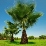 Buy Washingtonia filifera at Nursery Nisarga