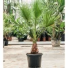 Buy Washingtonia filifera at Nursery Nisarga