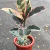 Buy Ficus Elastica Ruby, Rubber plant Ruby online - Nursery Nisarga